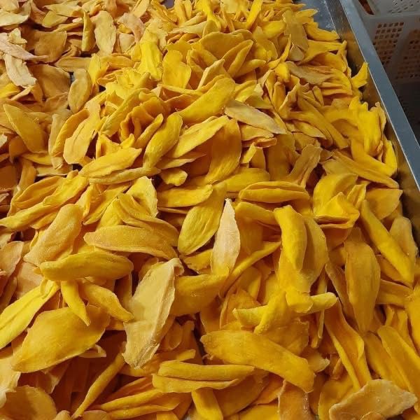 Golden dried mango slices in drying trays